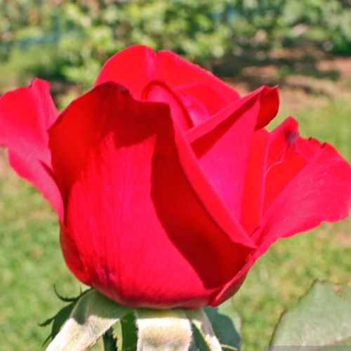 Rosa  Olympiad™ - czerwony  - Róże pienne - z kwiatami hybrydowo herbacianymi - korona równomiernie ukształtowana
